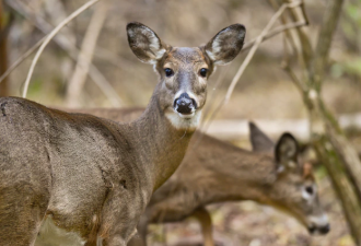 美国四成鹿群感染新冠 加专家表示：动物没疫苗