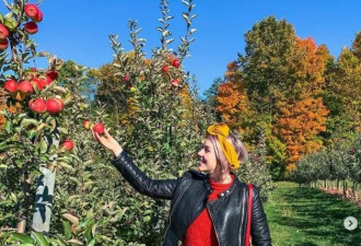 多伦多周边6个苹果农场要开了！仅40分钟车程