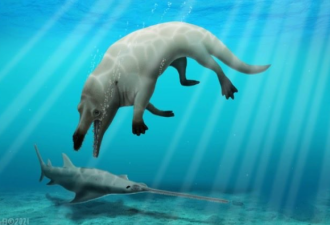 重大发现！埃及出土4300万年前四脚鲸鱼化石