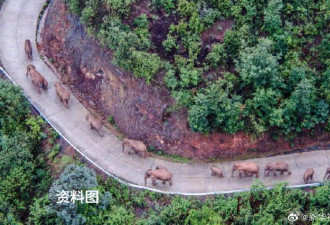 回家了！云南北移亚洲象群已平安回归栖息地