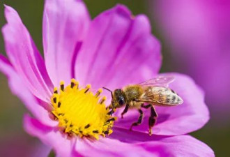 今年干旱天气让曼省养蜂行业遭受重创