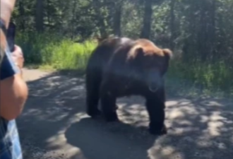 阿拉斯加遭遇大棕熊 做对这些事全身而退