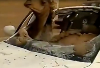 网上曝内蒙汽车撞骆驼的视频，恐怖