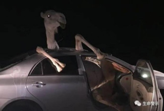 网上曝内蒙汽车撞骆驼的视频，恐怖