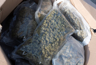 万锦等5名华人涉非法种植贩卖大麻被控