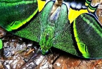 罕见!福州首次拍摄到蝶中“国宝”金斑喙凤蝶