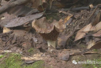 祖孙3人吃野生蘑菇身亡 2只猫喝了汤也被毒死