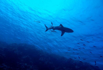 科学家惊掉下巴: 雌鲨10年从未受精 竟产小鲨鱼