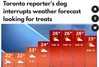 多伦多主持人播报天气预报，狗狗抢镜