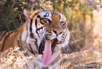 老虎的舌头有很多倒刺 被它舔一口会怎样