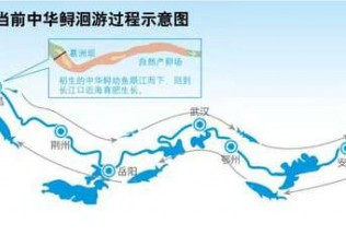 三峡水库蓄水20多年 已成鱼儿天堂水库中鱼多大
