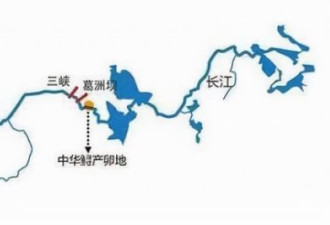 三峡水库蓄水20多年 已成鱼儿天堂水库中鱼多大