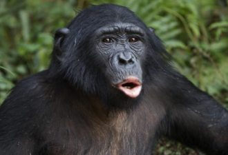 比利时女子称与黑猩猩&quot;相爱了&quot; 动物园禁止探望
