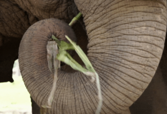 科学家研究大象如何操纵空气来进行吃喝！
