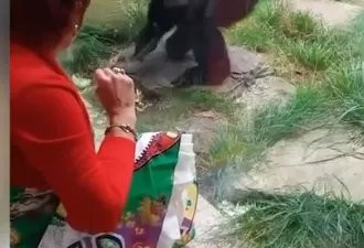 她声称和黑猩猩相爱，动物园颁发禁令保持距离