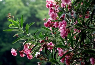 夹竹桃全株致命剧毒 为何公园大量种植？