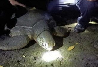 海南巨龟死亡 体内藏六斤的海洋垃圾