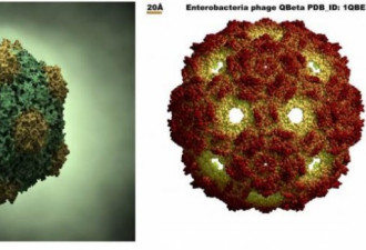 加州大学研发常温新冠疫苗 改造自植物病毒