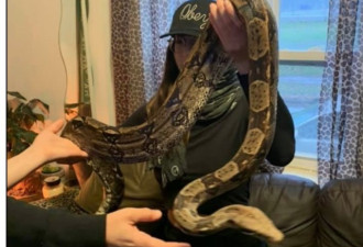 温哥华八英尺长宠物蟒蛇失踪，惊动警方
