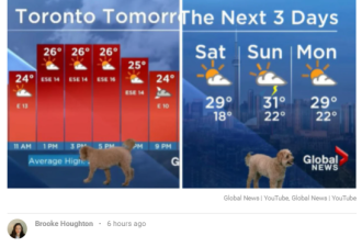 多伦多天气预报直播闯入一只狗狗，主持人笑场