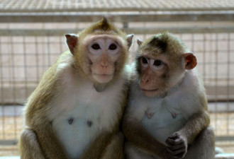 一猴难求!现在各个实验室都在抢猴 自己养猴子?