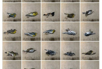纽约世贸大楼旁惊现近300只鸟尸 悲惨原因曝光