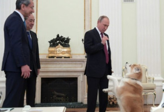 日本人因库里尔群岛文章要求“归还普京的狗”