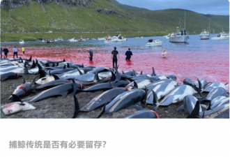 千余海豚被杀染红海岸 这传统还有必要存在吗？