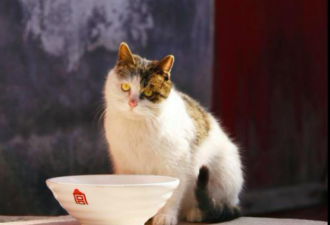 故宫里生活着200多只猫咪 却很少有人看见？