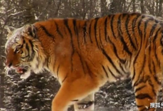 最强猫科的老虎 遇到大象会怂吗？它会怎么做？