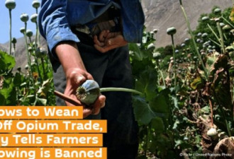 美媒：塔利班禁止农民种罂粟 生鸦片价格飞涨