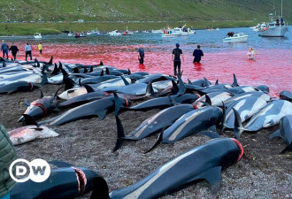 法罗群岛屠杀海豚血染海滩：是野蛮，是传统？