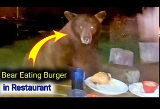 加州棕熊带娃进餐厅 吓走食客爽啖霸王餐