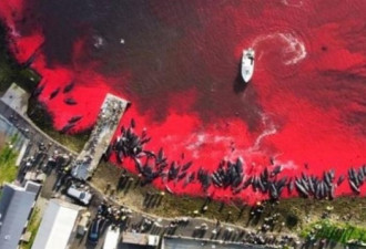 丹麦1428只海豚惨遭杀害染红大海