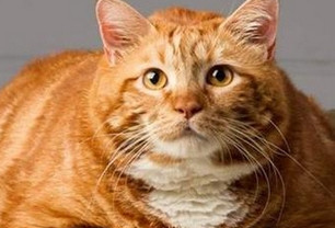 肥橘猫抱着营养膏吃不停，主人想哭！