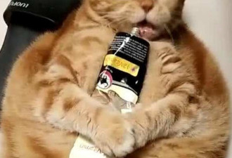 肥橘猫抱着营养膏吃不停，主人想哭！