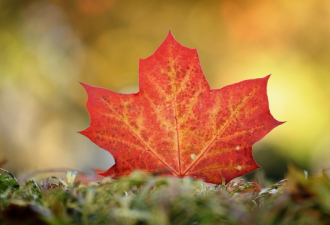 加拿大进入最美季节！省立公园报告枫叶红透了