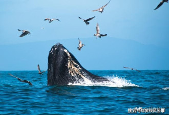 座头鲸常从捕食者口中救动物和人 为何这样做