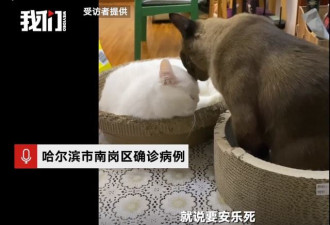 哈尔滨确诊病例所养3只猫核酸阳性，已安乐死