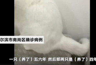 哈尔滨确诊病例所养3只猫核酸阳性，已安乐死