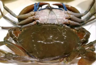 全球蟹肉紧缺 美国餐厅陆续将螃蟹从菜单中删除
