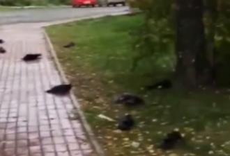 俄国数百乌鸦离奇死亡 尸体从天而降掀恐慌