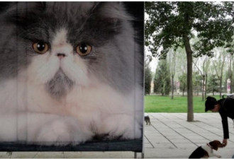 哈尔滨三只宠物猫染新冠被安乐死引社媒愤怒