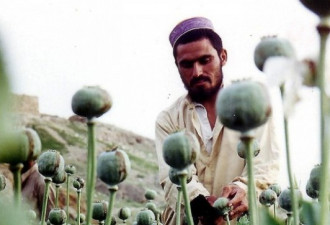 阿富汗鸦片非法种植将迎来“春天”？