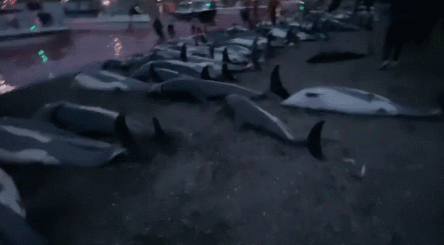 丹麦捕猎活动超1400只海豚遭捕杀 海滩被染红