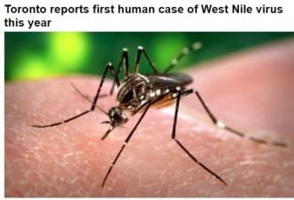 多伦多报告今年首例人感染西尼罗病毒