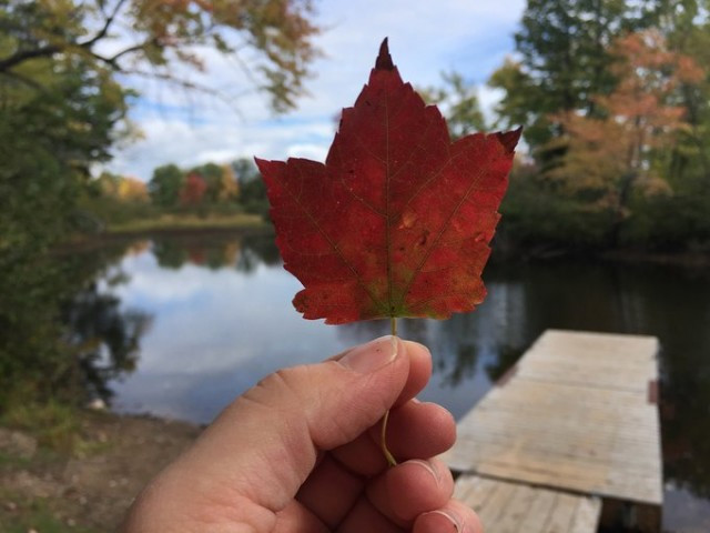 hand holding red leaf