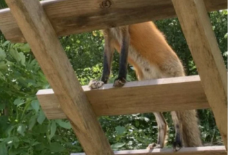 多伦多动物园红狐挖洞越狱，失踪一个月
