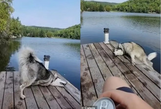 太好笑 加拿大狗子就这样掉湖里 不敢乱挠了