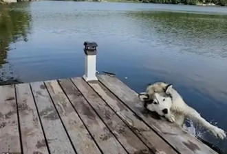 太好笑 加拿大狗子就这样掉湖里 不敢乱挠了